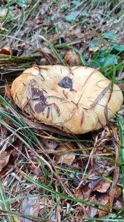 foto di Funghi